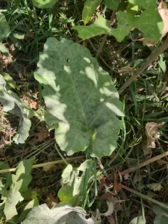 burdock mildew thumbnail 3