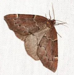 Spodolepis substriataria thumbnail 3