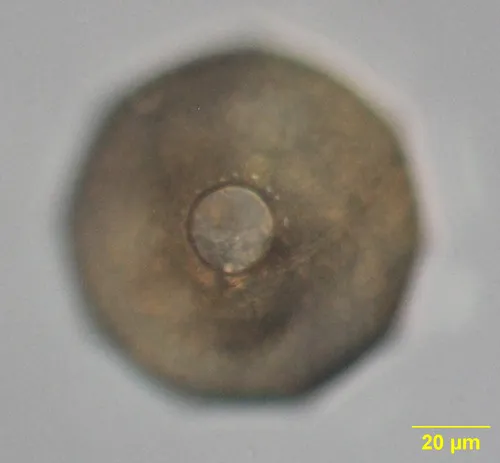 Galeripora catinus