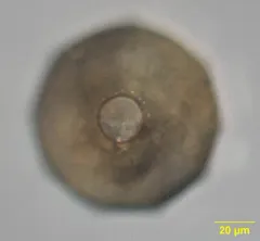 Galeripora catinus thumbnail 1