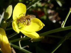Hairy Sweat Bee thumbnail 3