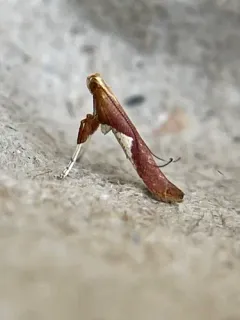 Caloptilia coroniella thumbnail 4