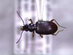 Bembidion chalceum thumbnail 4