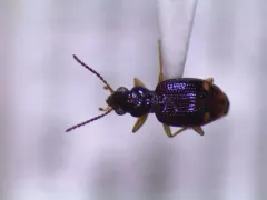 Bembidion frontale thumbnail 2