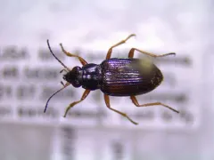 Confused Riverbank Ground Beetle thumbnail 2