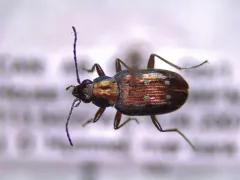 Bembidion inaequale thumbnail 3