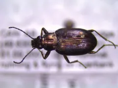Bembidion punctatostriatum thumbnail 2