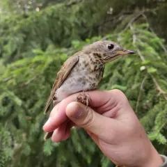 Gray-cheeked Thrush thumbnail 1