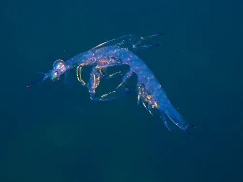 Dark-banded Mantis Shrimp
