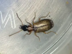 Philorhizus melanocephalus thumbnail 1