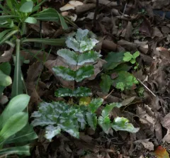 Erysiphe berberidis thumbnail 3