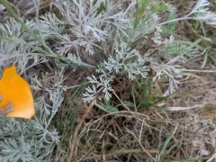 Erysiphe eschscholziae thumbnail 3