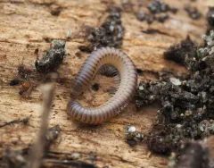 Blunt-tailed Snake Millipede thumbnail 2