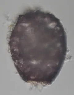 Awerintzewia cyclostoma thumbnail 2