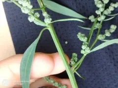 pitseed goosefoot thumbnail 3
