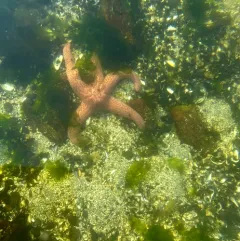 Giant Pink Sea Star thumbnail 4