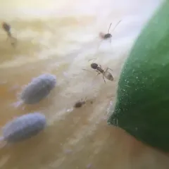 Ghost Ant thumbnail 4