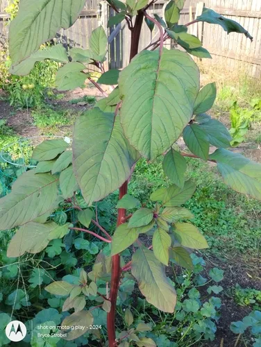 Red amaranth