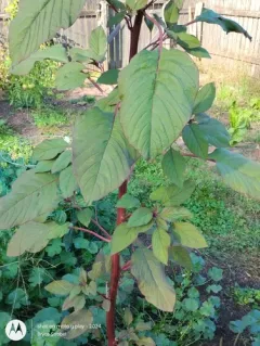 Red amaranth thumbnail 1