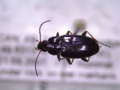Bembidion interventor thumbnail 2