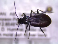 Bembidion planatum thumbnail 2