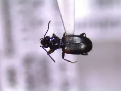 Bembidion mutatum thumbnail 3