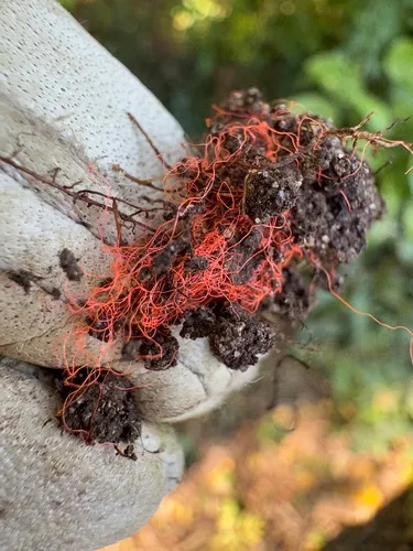 Cytospora Canker