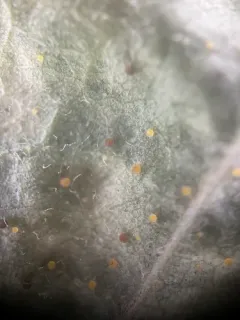 Phyllactinia fraxini thumbnail 2