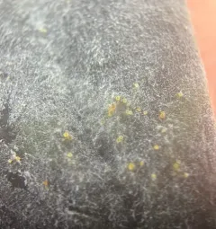 Pea Powdery Mildew thumbnail 1