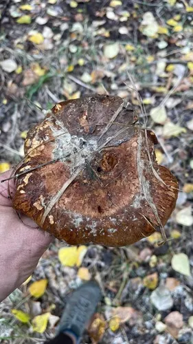 Paxillus ammoniavirescens