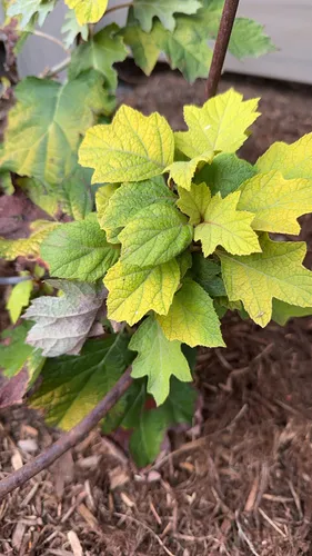 oakleaf hydrangea