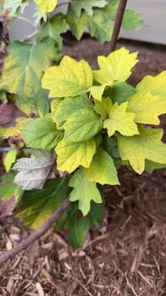 oakleaf hydrangea thumbnail 1