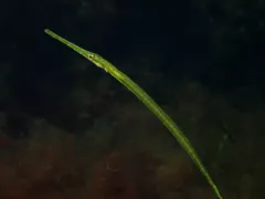 Atlantic Bluespotted Cornetfish thumbnail 2