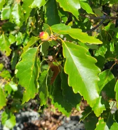 dwarf chinkapin oak thumbnail 2