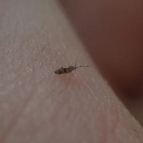 Entomobrya triangularis