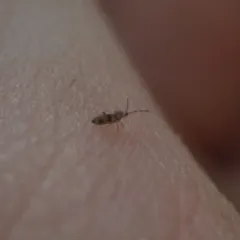 Entomobrya triangularis thumbnail 1