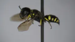Ectemnius spiniferus thumbnail 2