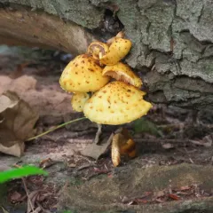 Golden Pholiota thumbnail 3