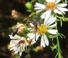 Systropus macer thumbnail 4