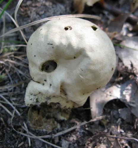 Brain puffball