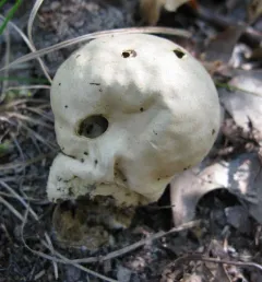 Brain puffball thumbnail 1