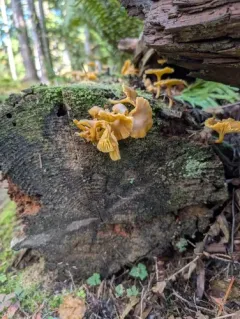 False Yellowfoot thumbnail 4