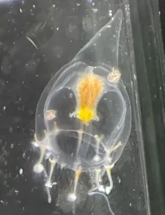Leuckartiara longicalcar thumbnail 3