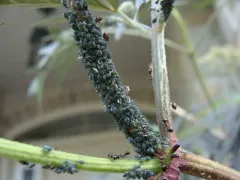 Elder Aphid thumbnail 2