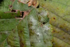 Erysiphe coryli-americanae thumbnail 2