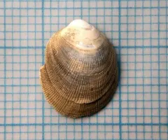 Glandular Bean Mussel thumbnail 2