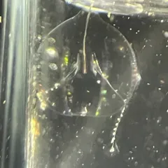 Pacific Sea Gooseberry thumbnail 3