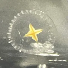 Proboscidactyla flavicirrata thumbnail 3