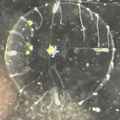 Gregarious Jelly thumbnail 1