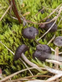 Cuphophyllus cinerellus thumbnail 1